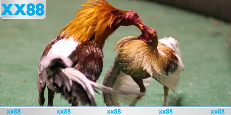 Các loại kèo cá cược đá gà phổ biến nhất tại nhà cái