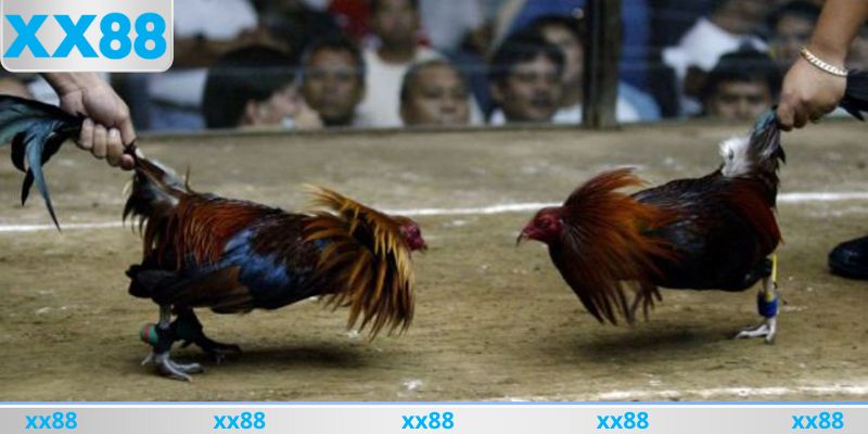 Không nên xuống cược ngay khi vừa bắt đầu