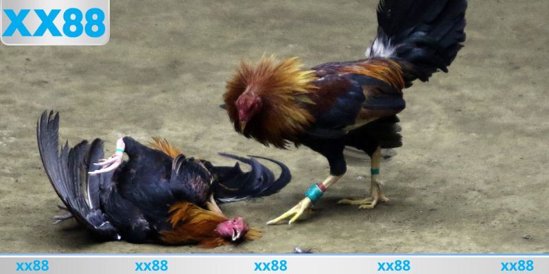 Những sai lầm hạn chế mắc phải để không mất tiền oan